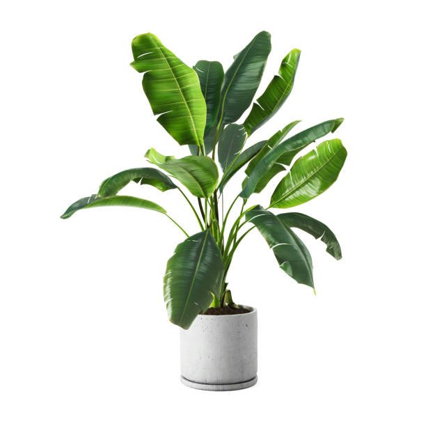 istockphoto-1380361370-612x612 Decorative banana plant in concrete vase isolated on white background. 3D Rendering, Illustration.
